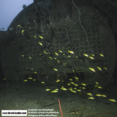 Colombo Black Coral Wreck